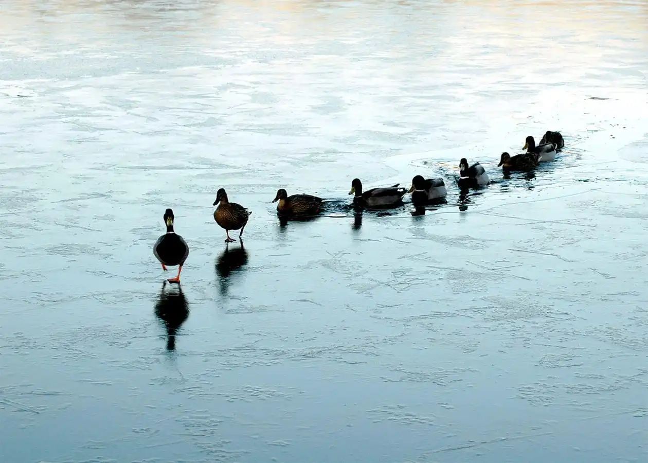 Обучение по управление на хора